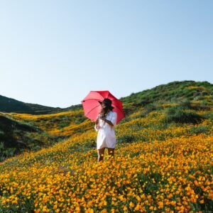 valley of flowers