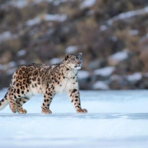 snow leopard expedition